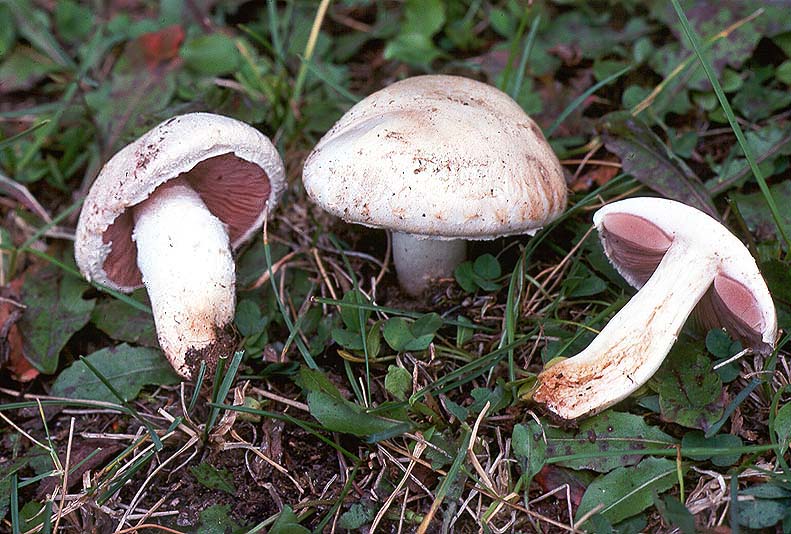 Agaricus campestris